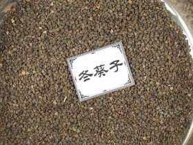 冬葵子的功效与作用及禁忌,中药冬葵子图片