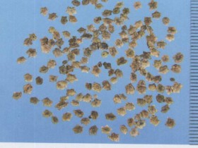 地肤子的功效与作用,中药地肤子图片