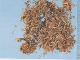 半边莲的功效与作用,中药半边莲图片