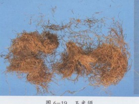 玉米须的功效与作用,中药玉米须图片