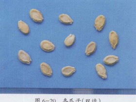 冬瓜子的功效与作用,中药冬瓜子图片