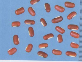 赤小豆的功效与作用及禁忌,中药赤小豆图片