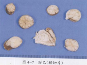 防己的功效与作用及禁忌,中药防己图片