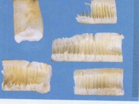 通草的功效与作用及禁忌,中药通草图片