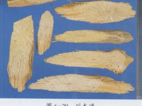 木通的功效与作用及禁忌,中药木通图片