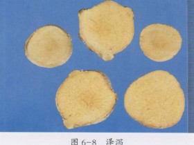 泽泻的功效与作用及禁忌,中药泽泻图片