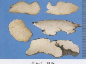 猪苓的功效与作用及禁忌,中药猪苓图片,猪苓的用法用量