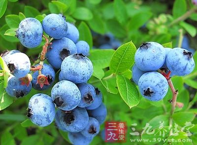 蓝莓