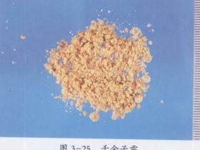 千金子（续随子）的功效与作用及禁忌,中药千金子图片