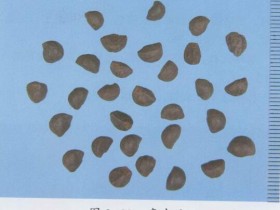 牵牛子的功效与作用及禁忌,中药牵牛子图片