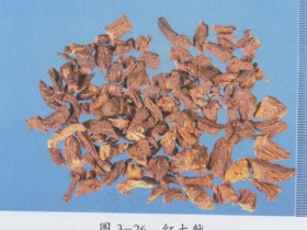 大戟的功效与作用及禁忌,中药大戟图片