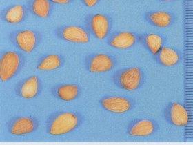 郁李仁的功效与作用及禁忌,中药郁李仁图片