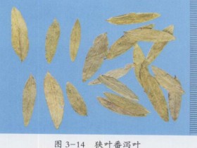 番泻叶的功效与作用,番泻叶的副作用及禁忌,中药番泻叶图片