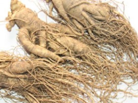 人参芦的功效与作用,中药人参芦图片