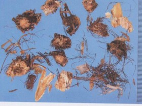 藜芦的功效与作用及禁忌,中药藜芦图片