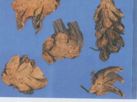 贯众的功效与作用,中药贯众图片