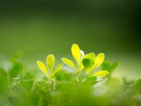 儿童怎么提升免疫力？汤臣倍健牛初乳加钙咀嚼片是一种