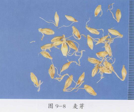 麦芽图片