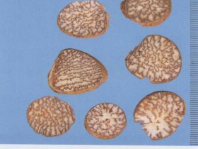 槟榔的功效与作用及禁忌,中药槟榔图片