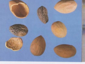 榧子的功效与作用,中药榧子图片