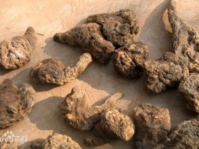 芜荑的功效与作用,中药芜荑图片