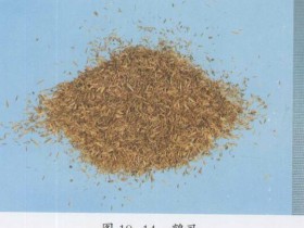 鹤虱的功效与作用,中药鹤虱图片