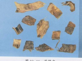 川楝子的功效与作用及禁忌,中药苦楝皮、川楝子图片