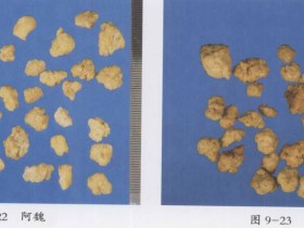 阿魏的功效与作用,中药阿魏图片