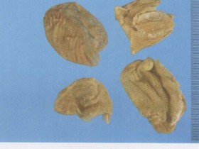 鸡内金的功效与作用,中药鸡内金图片