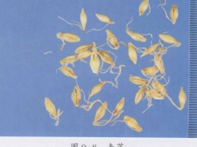 麦芽的功效与作用,中药麦芽图片