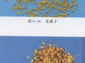 莱菔子的功效与作用,中药莱菔子图片