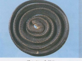 乌梢蛇的功效与作用及禁忌,中药乌梢蛇图片