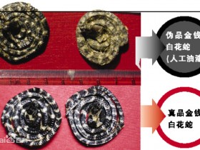 白花蛇的功效与作用及禁忌,中药白花蛇图片