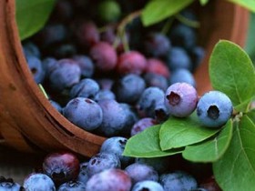 哪些人群不适合吃蓝莓？详细介绍蓝莓的功效与作用
