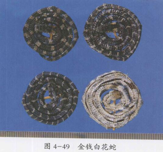 金钱白花蛇