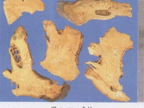 虎杖的功效与作用及禁忌,中药虎杖图片