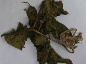 臭梧桐的功效与作用,中药臭梧桐图片