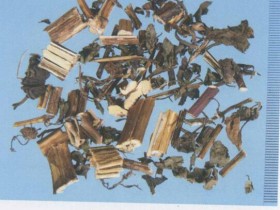 豨莶草的功效与作用及禁忌,中药豨莶草图片