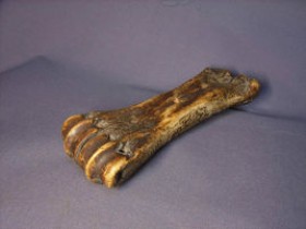 虎骨的功效与作用及禁忌,中药虎骨图片