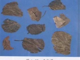 鹿蹄草的功效与作用,中药鹿衔草图片