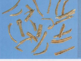 五加皮的功效与作用及禁忌,中药五加皮图片