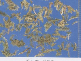 伸筋草的功效与作用及禁忌,中药伸筋草图片