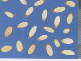 桑枝的功效与作用,中药桑枝图片