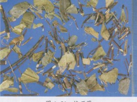 络石藤的功效与作用及禁忌,中药络石藤图片