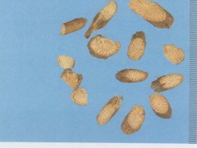 青风藤的作用与功效,中药青风藤图片