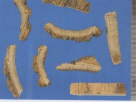 海桐皮的功效与作用,中药海桐皮图片