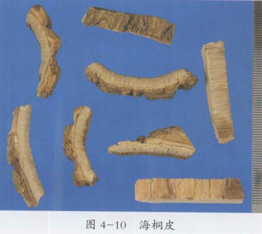 海桐皮