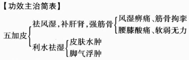 五加皮的功效与作用