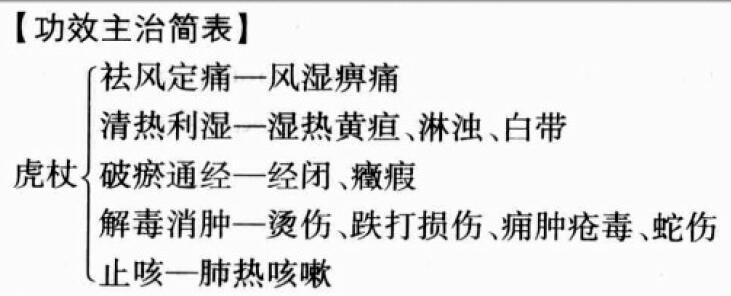 虎杖的功效与作用