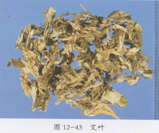 艾叶